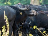 Vogel auf Büffelschnauze - Büffelreservat Zalakomár